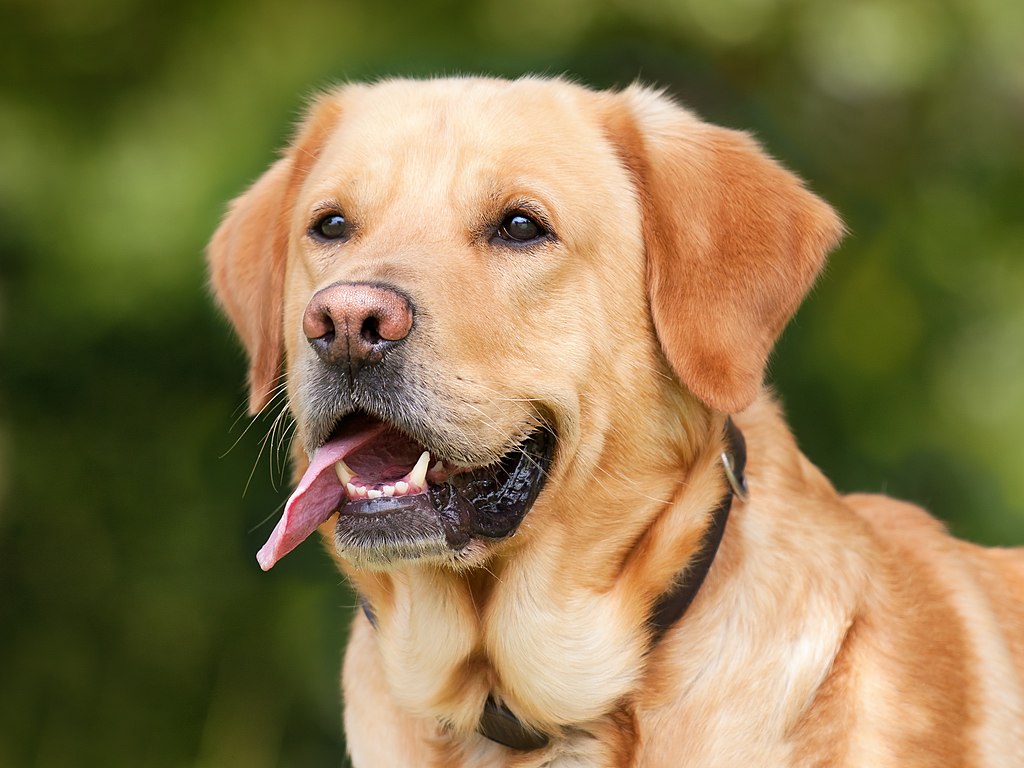 The Labrador Retriever: Your Cut-Thru Guide to This Beloved Breed!